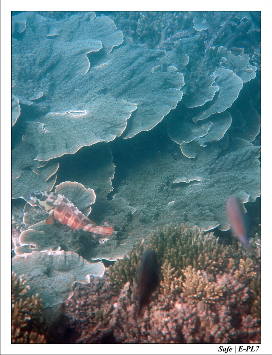 2018 - 08 - Pulau Tinggi - 08